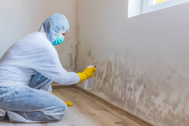 Licensed Black Mold Removal service in Lebanon, TN - WQB Mold Removal