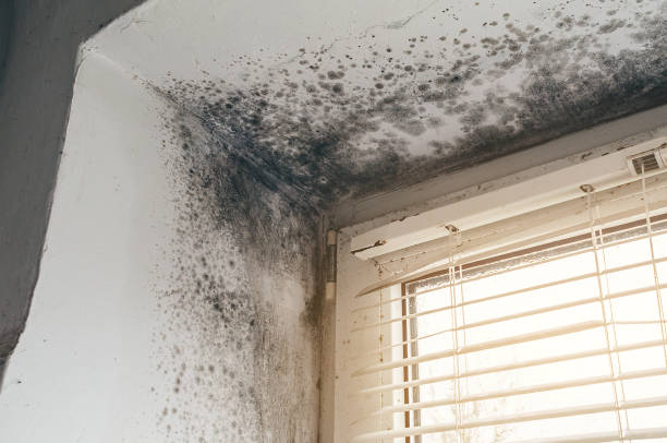 Affordable Black Mold Removal solutions in Lebanon, TN